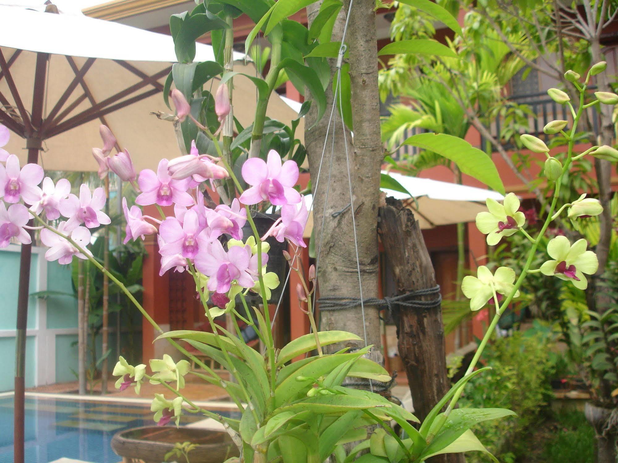 Jasmine Lodge Siem Reap Exterior foto